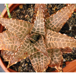 Haworthia venosa v. tessellata