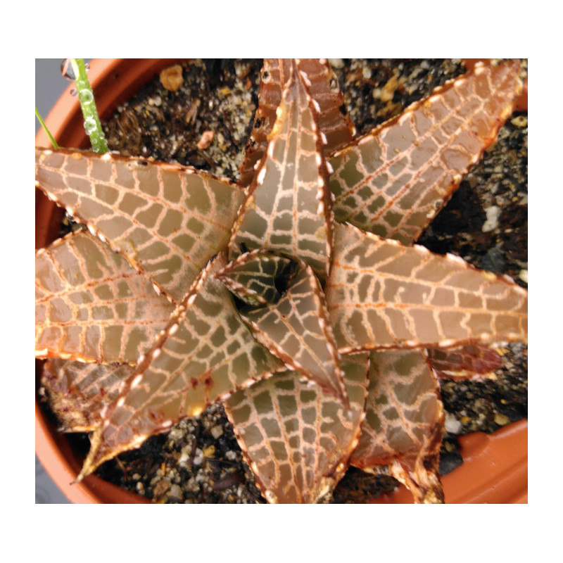 Haworthia venosa v. tessellata Haworthia venosa v. tessellata