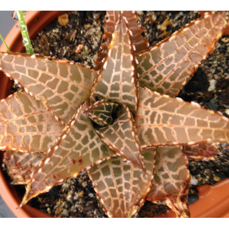 Haworthia venosa v. tessellata