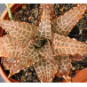 Haworthia venosa v. tessellata