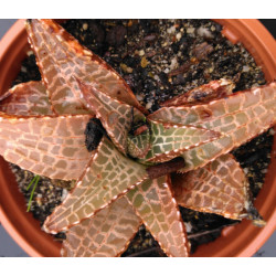 Haworthia venosa v. tessellata