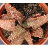 Haworthia venosa v. tessellata