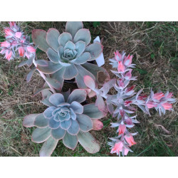 Echeveria Domingo