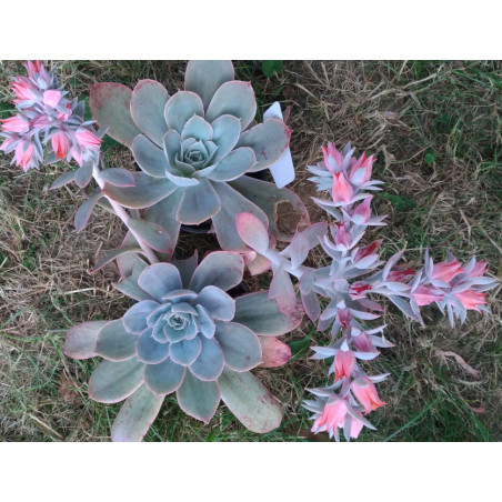 Echeveria Domingo