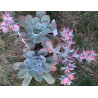 Echeveria Domingo