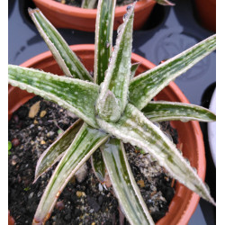 Gasteraloe ssp variegata