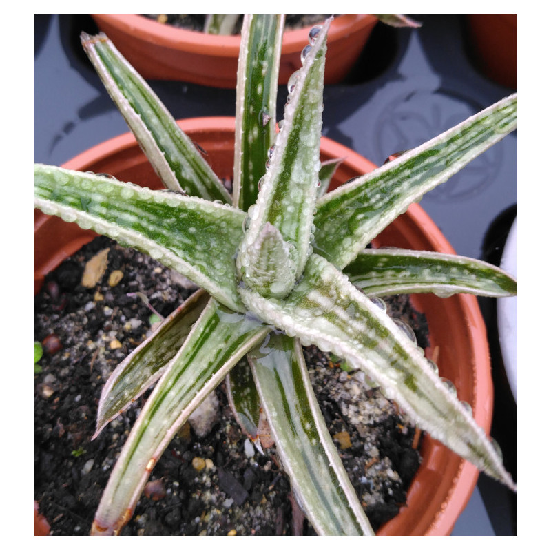 Gasteraloe ssp variegata Gasteraloe ssp variegata