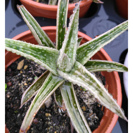 Gasteraloe ssp variegata