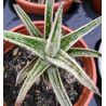 Gasteraloe ssp variegata