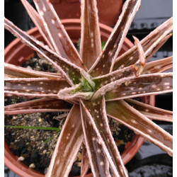 Gasteraloe ssp variegata