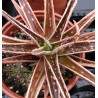 Gasteraloe ssp variegata