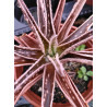 Gasteraloe ssp variegata