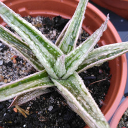 Gasteraloe ssp variegata