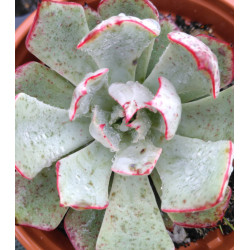 Echeveria strictiflora