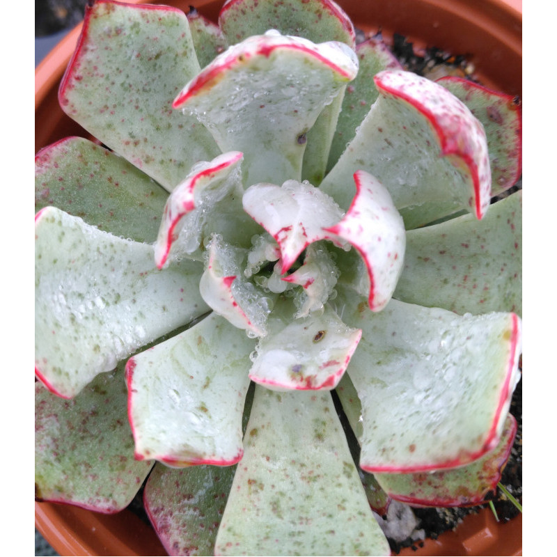 Echeveria strictiflora Echeveria strictiflora
