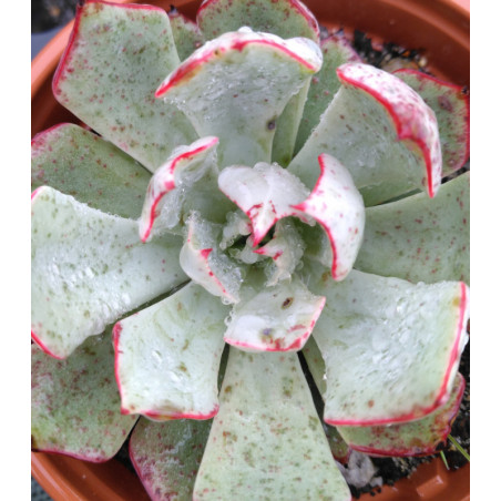 Echeveria strictiflora