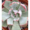 Echeveria strictiflora