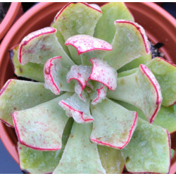 Echeveria strictiflora