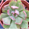 Echeveria strictiflora