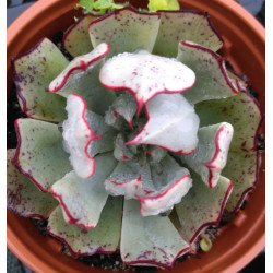 Echeveria strictiflora