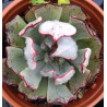 Echeveria strictiflora