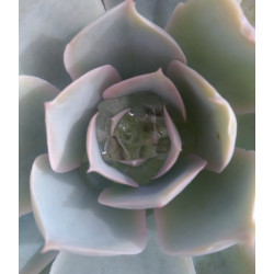 Echeveria Domingo