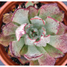 Echeveria strictiflora