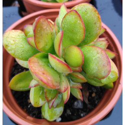 Crassula cultrata