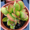 Crassula cultrata