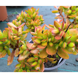 Crassula cultrata