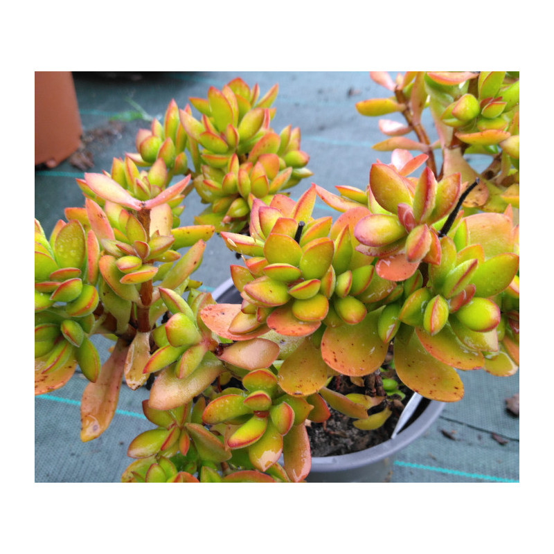 Crassula cultrata Crassula cultrata