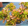 Crassula cultrata