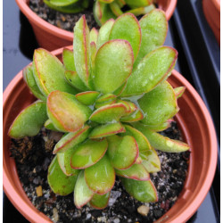 Crassula cultrata