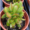 Crassula cultrata