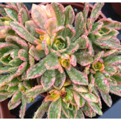 Aeonium Sweet Tea