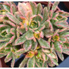 Aeonium Sweet Tea