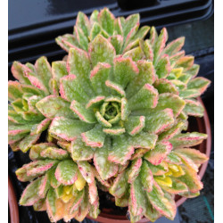 Aeonium Sweet Tea
