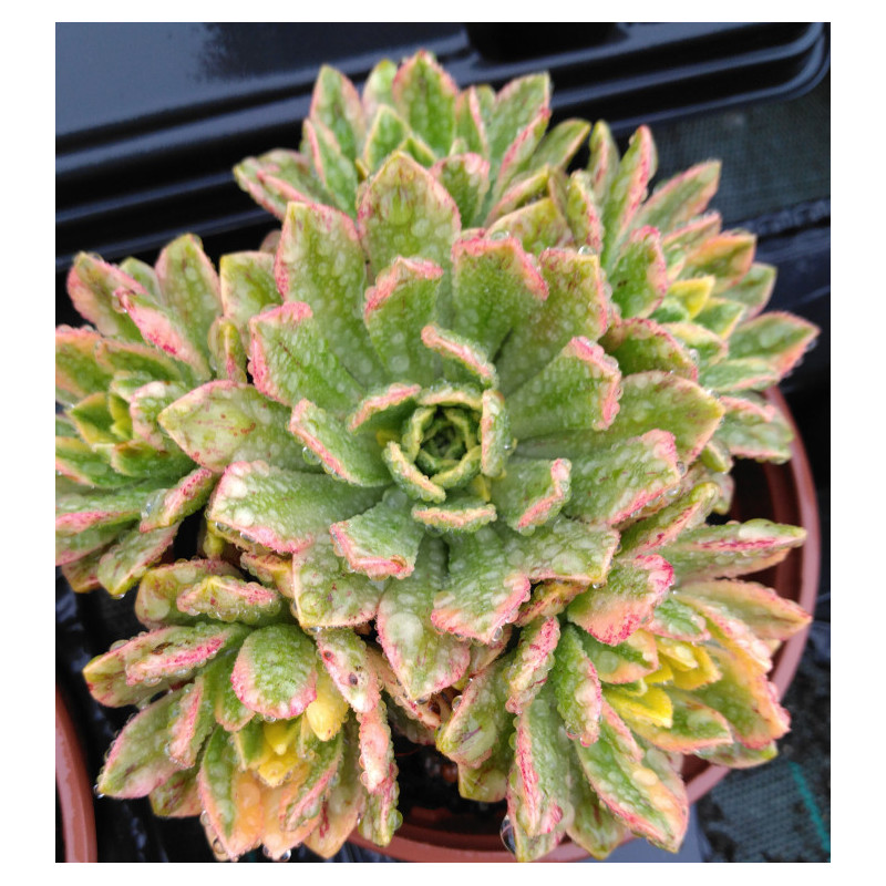 Aeonium Sweet Tea Aeonium Sweet Tea