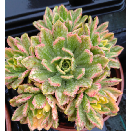 Aeonium Sweet Tea