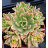 Aeonium Sweet Tea