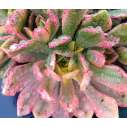 Aeonium Sweet Tea