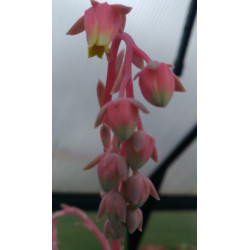 Echeveria elegans