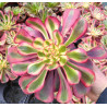 Aeonium Chanel