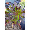 Aeonium Zwartkop Big Bang