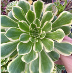 Aeonium Jade