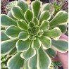 Aeonium Jade