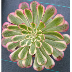 Aeonium Garnet white