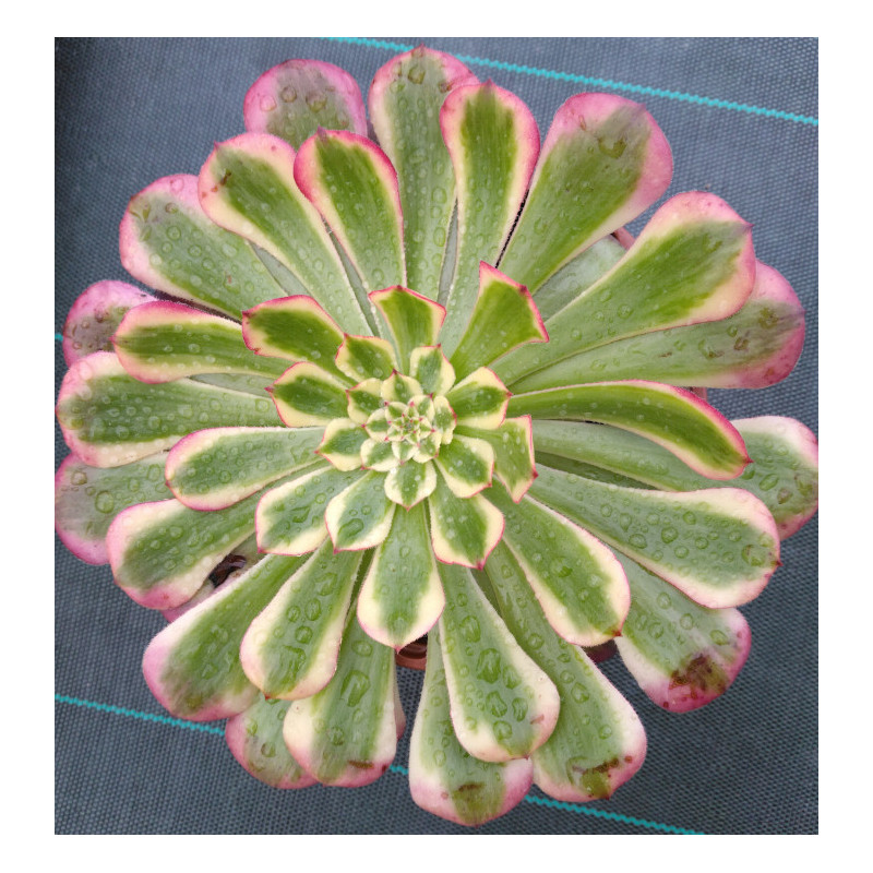 Aeonium Garnet white