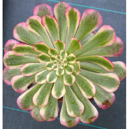 Aeonium Garnet white