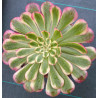 Aeonium Garnet white